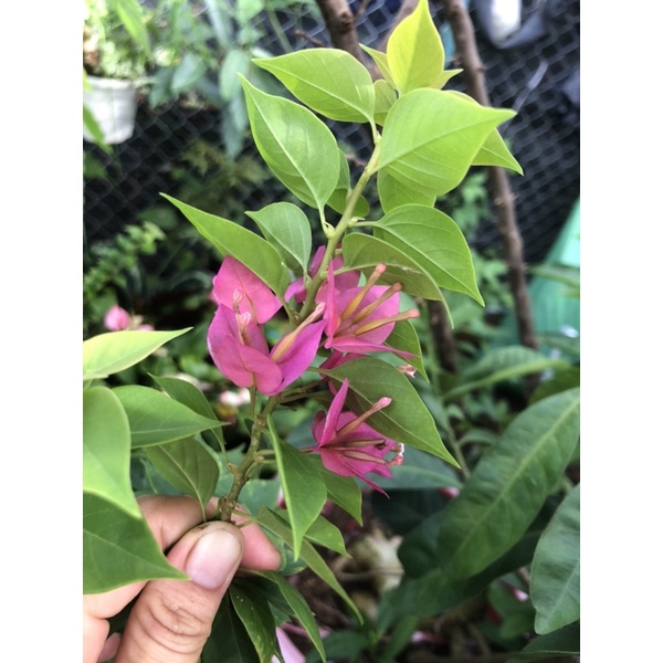 Cây giống hoa giấy mỹ