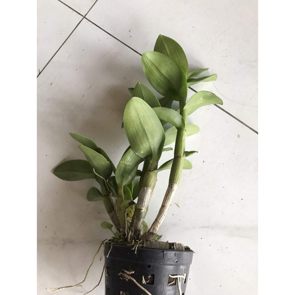 Hoa lan denro nắng bò hồng