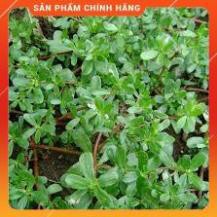 HẠT GIỐNG RAU SÂM ĐẤT 9RAU SAM) GÓI 0,5G