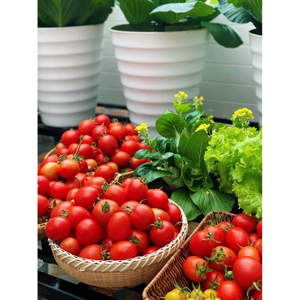 Phân bón lá vi lượng Hợp Trí Bortrac 500ml Đậu Trái - Chống Rụng Hoa và Trái Non