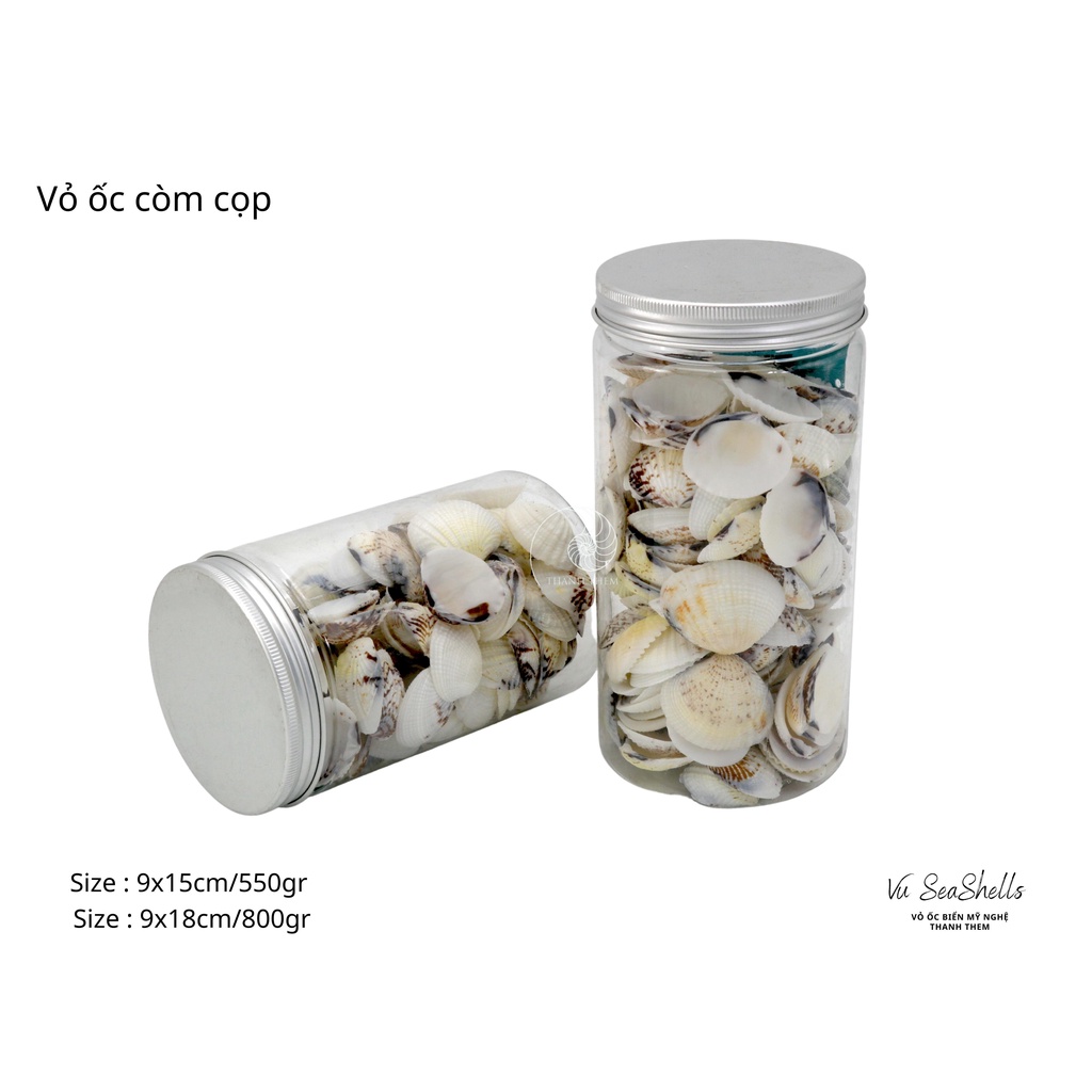 Vỏ Ốc Biển - Hủ Vỏ Còm Cọp - Dùng Trong Trang Trí - Decor Chụp Ảnh