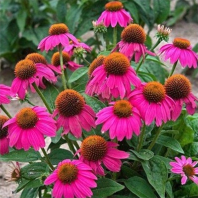 Hạt giống hoa cúc tím echina rất dễ trồng (tặng kèm phân, gói 200 hạt)