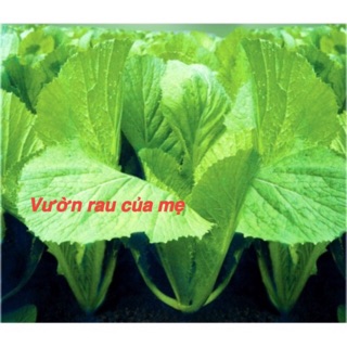 Hạt giống rau cải bẹ vàng ngọt hà giang 50g