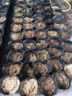 Bầu ươm size 16*14(200 cái/kg)