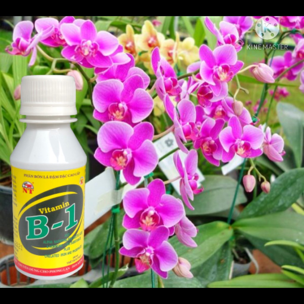 Phân bón Vitamin b1 chuyên dùng cho lan, cây cảnh 100ml