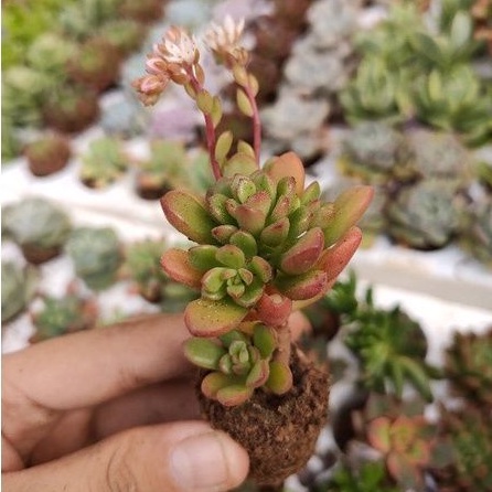 SEN ĐÁ SEDUM KẸO MINI
