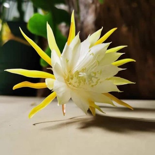 Hình 2-quỳnh xương cá siêu thơm màu mới 45cm giágốc tặngdịchtrùn ship 30phút khoq11,7,9,thủđức,phúnhuận