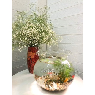 Bể cá thủy tinh mini để bàn miệng bèo