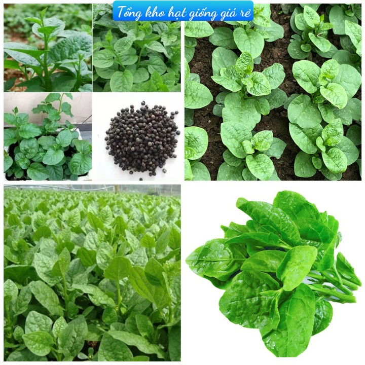 (Gói 20 Gram  )Hạt Giống Rau Mồng Tơi F1 Loại Siêu Dễ Trồng, Dễ Thu Hoạch -Tổng kho hạt giống giá rẻ