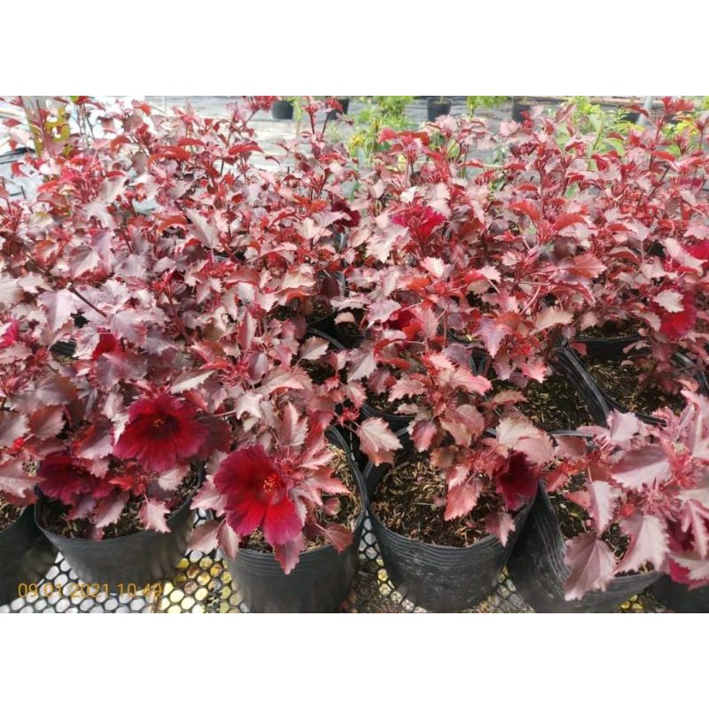 Cây Bông Bụp Châu Phi