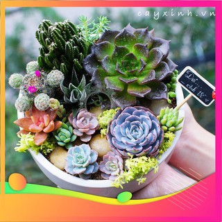 Hạt giống Hoa Sen đá 10 Hạt VIETGAR