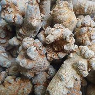 Củ tam Thất bắc khô loại 5-7-9 củ/gram (Bắc Hà Lào Cai)