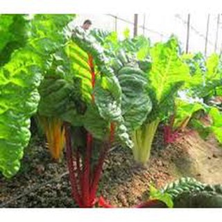 100 hạt giống cải cầu vồng ( cải bảy sắc)