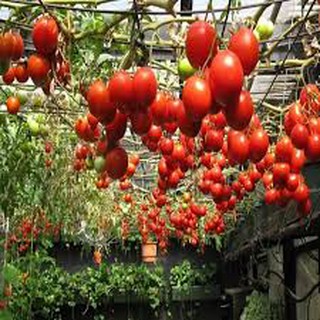 Hạt giống cà chua chùm leo giàn 30 hạt
