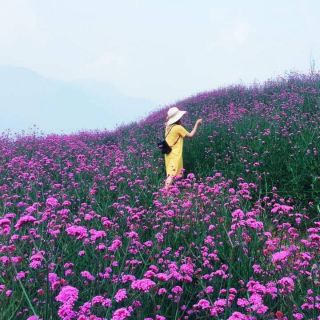 10 goi Hạt giống cỏ roi ngựa