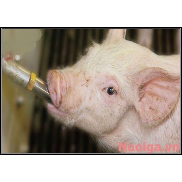 Vòi bú lợn , vòi bú tự động DG bằng Inox cho lợn (núm uống cho heo)