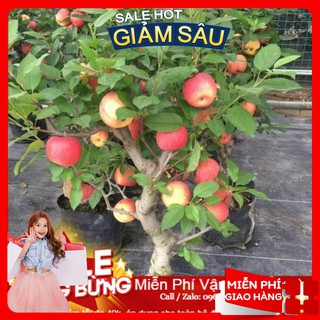 Hạt giống táo đỏ lùn - 10 hạt / gói