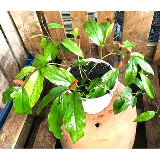 Chậu cây Tiêu Lốp