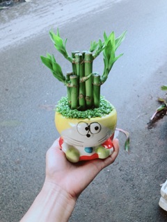 Chậu Trúc Phát Tài