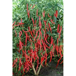 Hạt Giống Ớt Hàn Quốc - 30 Hạt / Gói