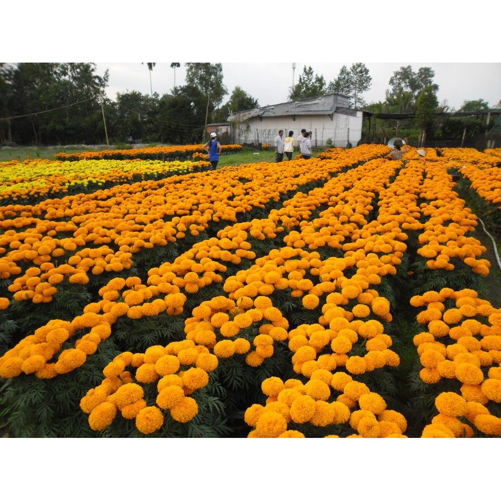 Hạt Giống hoa vạn thọ cao nhiều màu RD 842 , Hạt Giống Hoa Tốt Nhất Thị Trường Nông Nghiệp Việt Nam