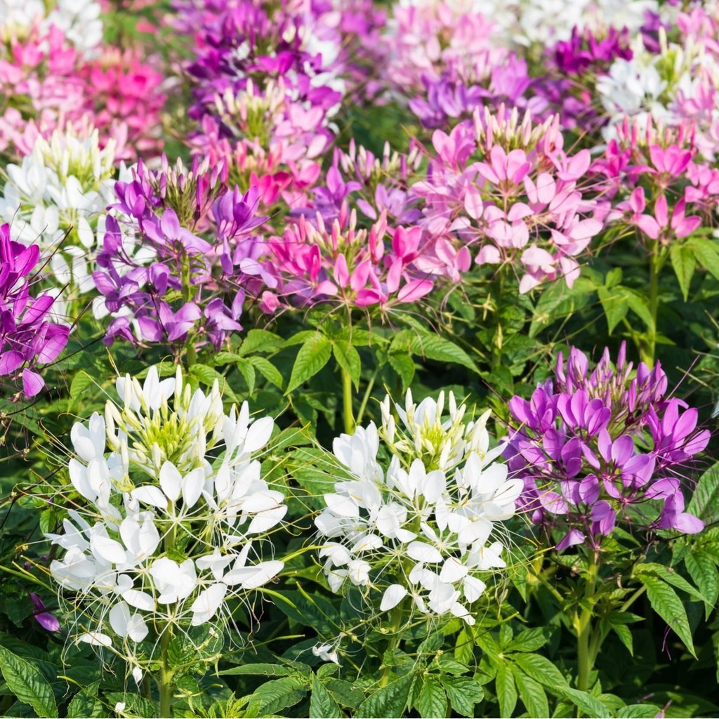 ⚡FREE SHIP⚡50H Hạt giống 𝐡𝐨𝐚 𝐇𝐨̂̀𝐧𝐠 𝐑𝐢 (𝐓𝐮́𝐲 Đ𝐢𝐞̣̂𝐩) Mix (Cleome) dễ trồng