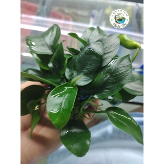 Ráy Hoa_Trầu bà trung_set bể Cây thủy sinh, bán cạn, tiểu cảnh