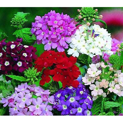 Hạt giống hoa Cúc inđo (cúc là nho - vân anh)