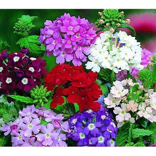 Hạt Giống Hoa Cúc Inđo (Cúc lá nho - Vân anh)