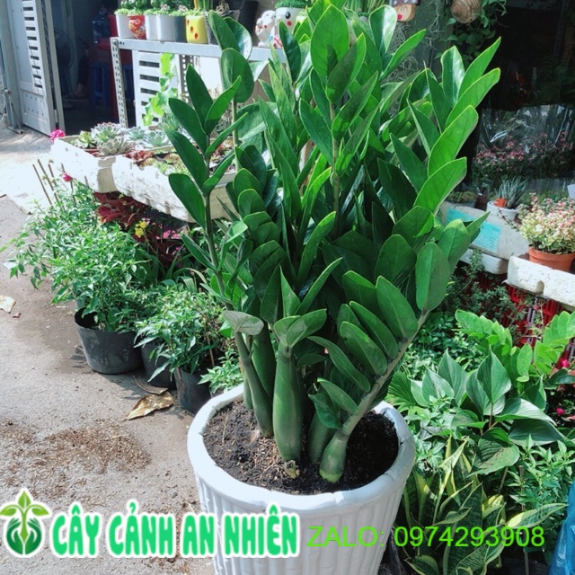 Chậu Cây Kim Tiền Size Đại Cao 1m1