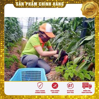 Hạt Giống Ớt Sừng Ngọt