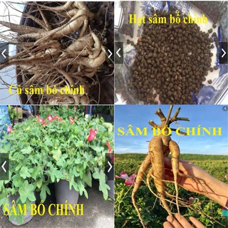 Hạt giống nhân sâm Bố Chính - Tỉ lệ nảy mầm 99% - Hạt giống F1 - Trồng sâm bố chính làm giàu