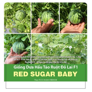 Hạt giống RD Dưa hấu táo ruột đỏ Red Sugar Baby gói 5 hạt
