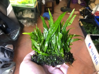 Dương xỉ lá hẹp thuỷ sinh