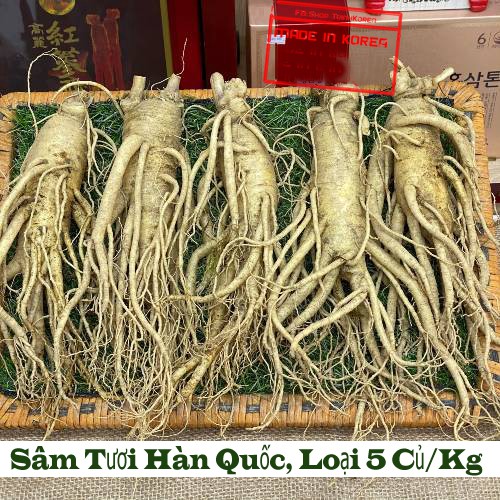 Sâm tươi Hàn Quốc- 06 năm tuổi 1.200k/Kg