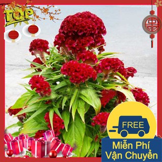 Combo 2 Gói Hạt Giống Hoa Mào Gà Búa