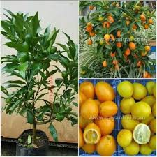 Cây quất ngọt - cây tắc ngọt thái lan (ảnh thật) , cây cực đẹp