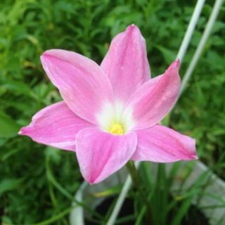 Huệ mưa size hoa  3k/củ
