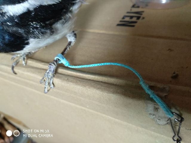 Xích chân chòe than, chòe lửa, chào mào