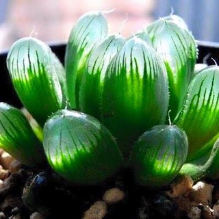 Hạt giống sen đá kim cương ( 200 hạt )