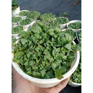 Cây Quế Vị Xá Xị Chậu Lớn 😌