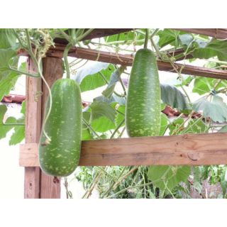 10 Hạt giống bầu sao quả ngắn F1 [CHẤT LƯỢNG]