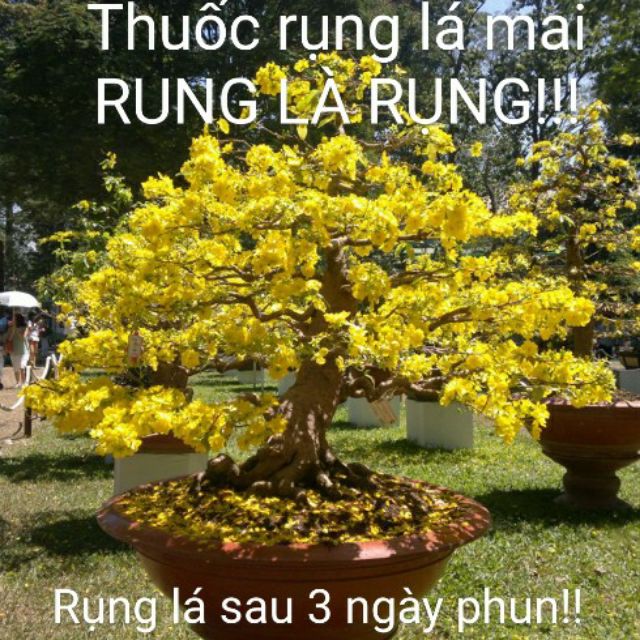 Thuốc xịt rụng lá mai