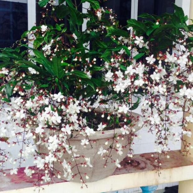 Sản phẩm CHẬU CÂY " Dạ Ngọc Minh Châu " – hoa chơi tết mang lại tài lộc + Tặng (0,3kg) phân hữu cơ cao cấp