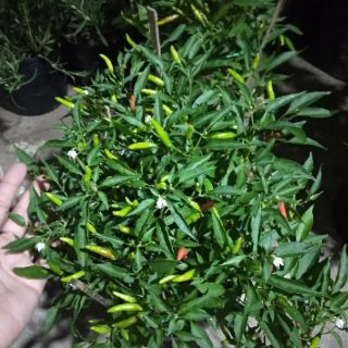 Cây 🌲 Ớt xanh ( hiểm)