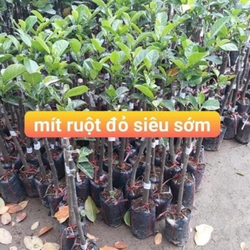 Cây giống mít ruột đỏ cho quả khi chín màu như củ cà rốt, múi to, cơm dày, vị ngọt