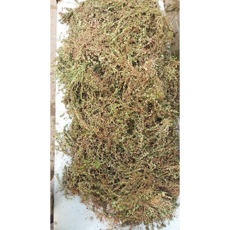 cây vú sữa đất lá nhỏ - cỏ sữa nhỏ lá phơi khô 1kg