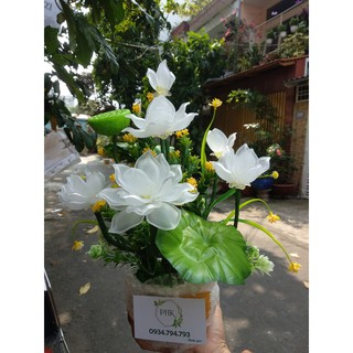 Chậu Sen Trắng thành phẩm 25-30cm