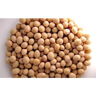 Hạt giống mầm đậu nành 100g