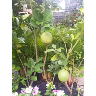 Cây bưởi da xanh trồng chậu